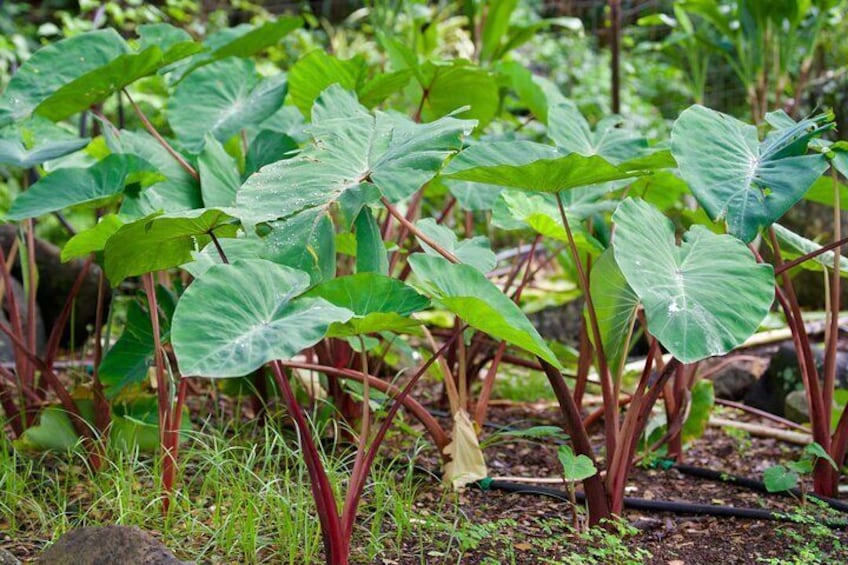 Un giardino con grandi foglie verdi e steli rossi. 5