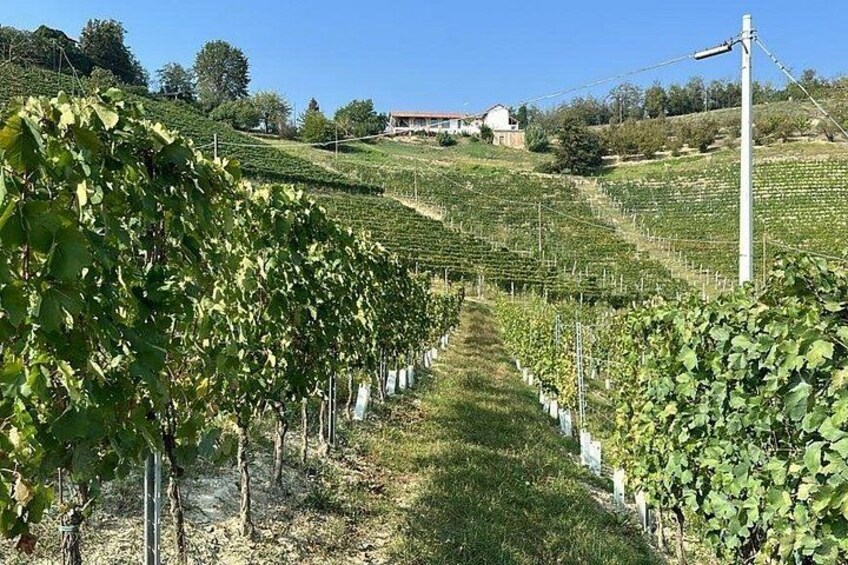 Wine Tour and tasting in the Monferrato - Premium 1