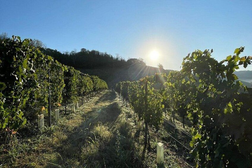 Wine Tour and tasting in the Monferrato - Premium 2