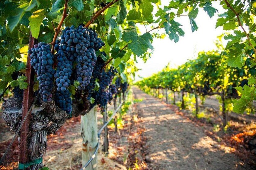 Half-Day Private Texas Hill Country Wine Tour from Austin 2