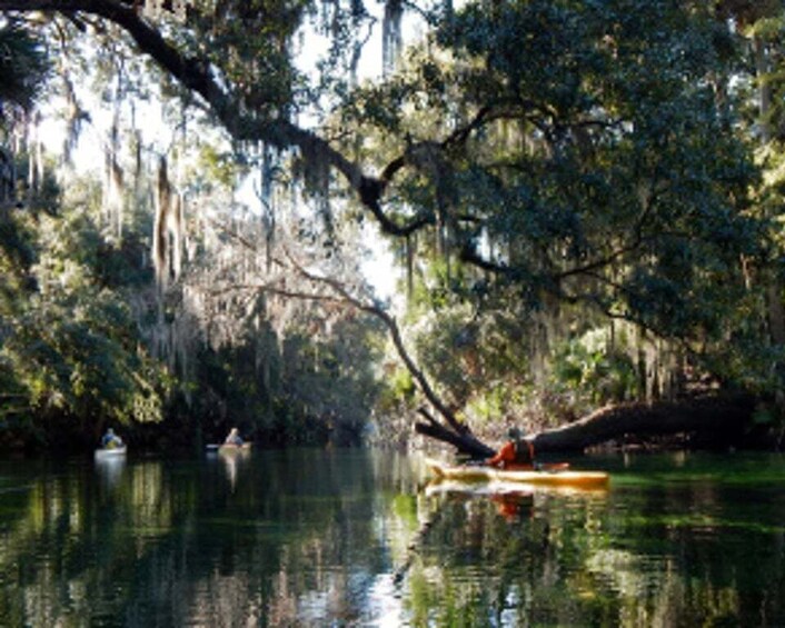 Picture 1 for Activity Orlando: Kayaking Tour with Manatee Encounter