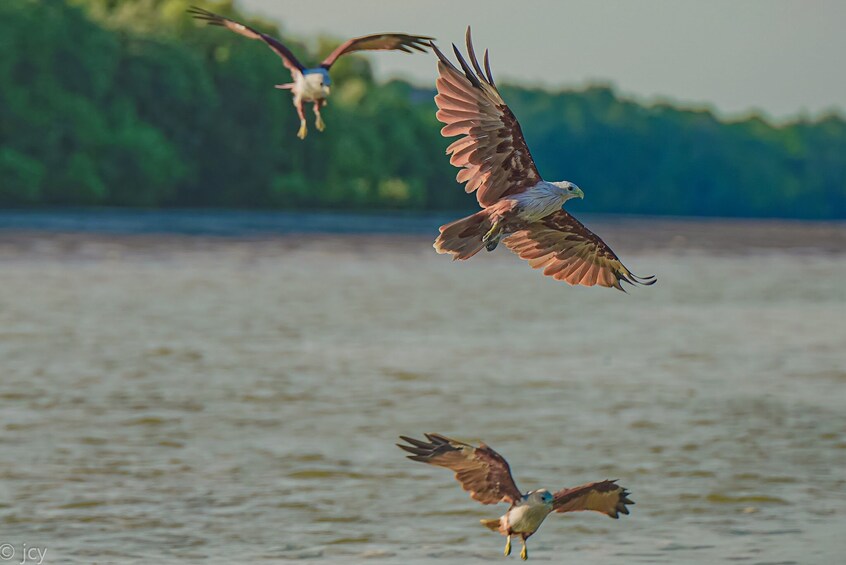 Kuala Selangor: Eagle Watching + Fireflies + Blue Tears Tour 4