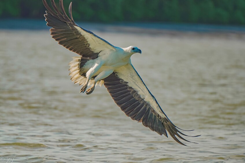 Kuala Selangor: Eagle Watching + Fireflies + Blue Tears Tour 3