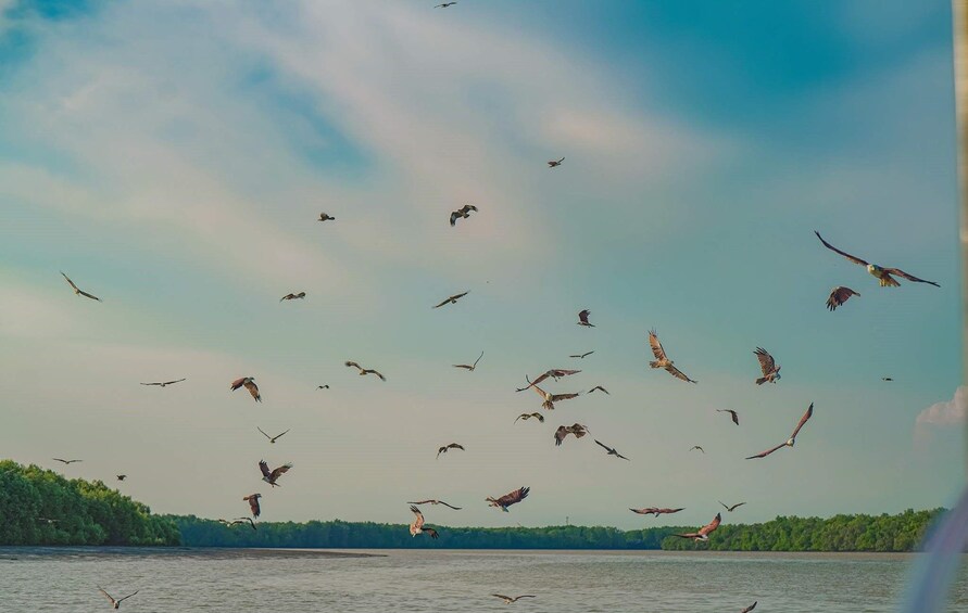 Eagle Feeding Experience in Kuala Selangor 