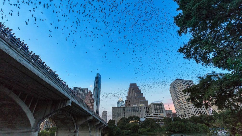 A bridge with a flock of birds flying overhead. 1