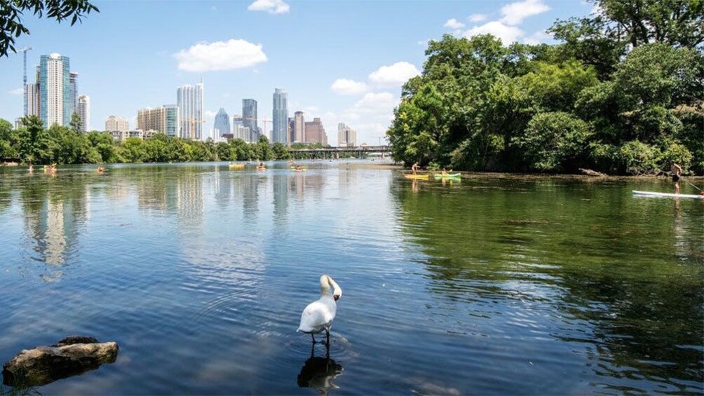 A white bird standing in calm water with a city skyline in the background. 2
