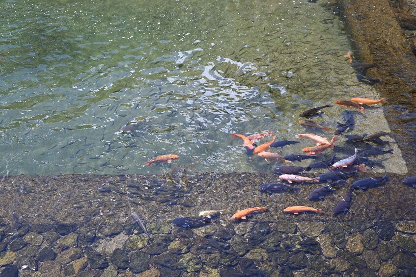 Picture 3 for Activity Takayama: Local Food Tasting & Walking Tour 3
