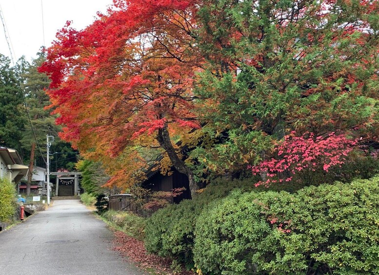 Picture 18 for Activity Takayama: Local Food Tasting & Walking Tour 2