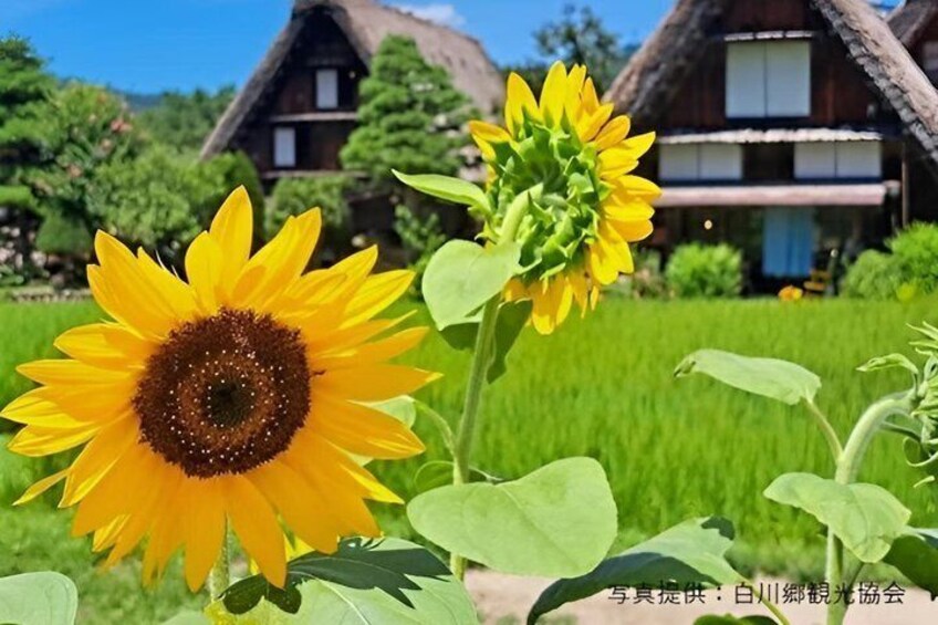 Shirakawago & Takayama Full Day Tour from Kanazawa 5
