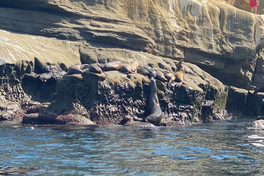 A group of seals on rocky cliffs by the water. 4
