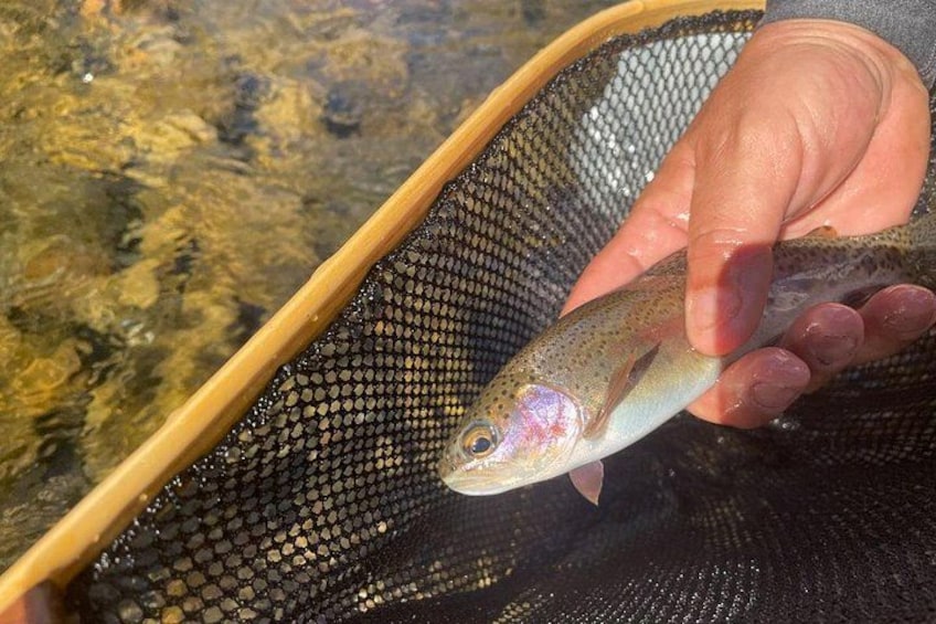 Smoky Mountains National Park Half Day Fly Fishing 2
