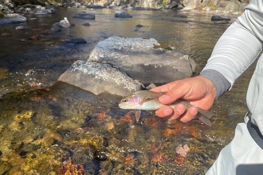 Smoky Mountains National Park Half Day Fly Fishing 2