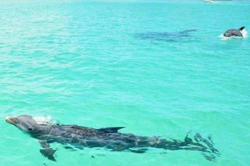 Half Day Luxury Boat Tour in Tampa with Snorkeling 3