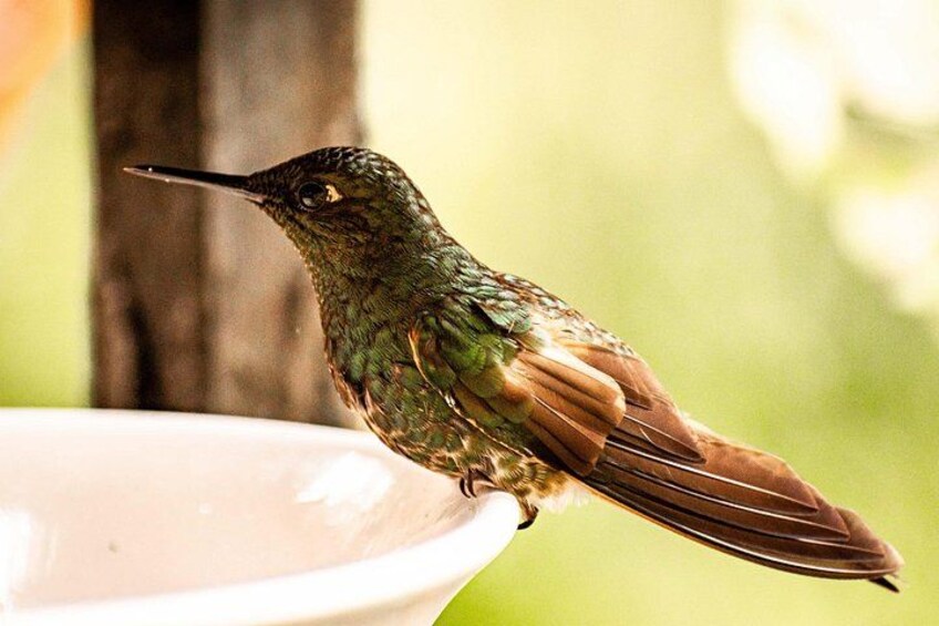 Un colibrí posado sobre una superficie blanca, probablemente un bebedero para pájaros, con un fondo verde desenfocado. 4