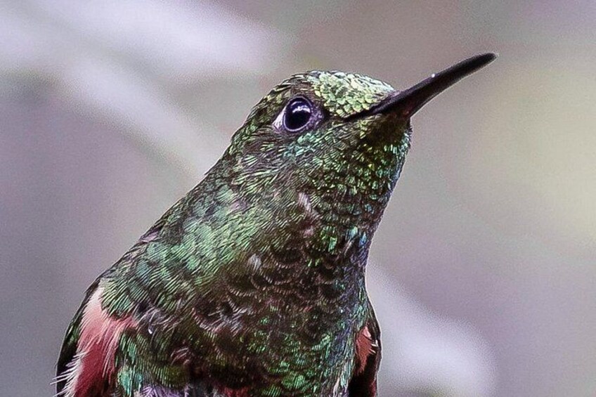 Primer plano de un colibrí con plumaje verde iridiscente y un pico largo. 1