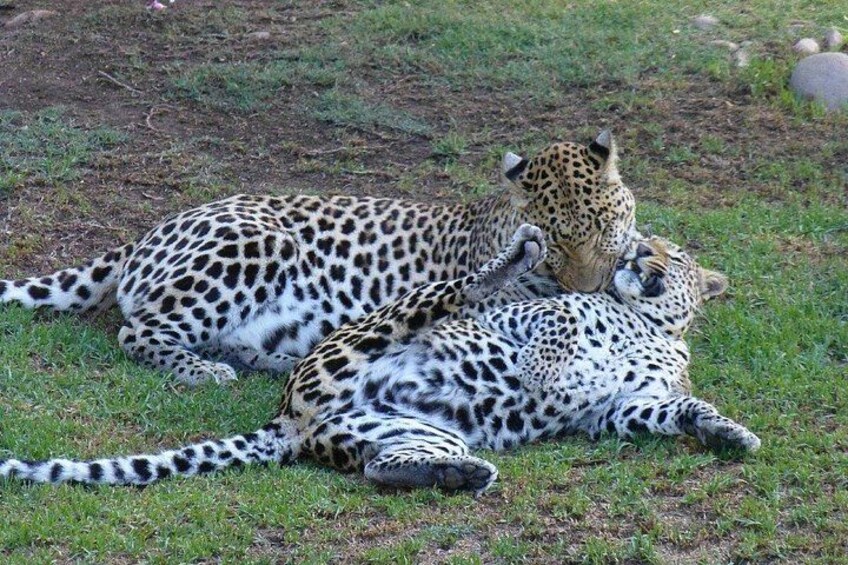 3- Day Garden Route Private Tour from Cape Town 3