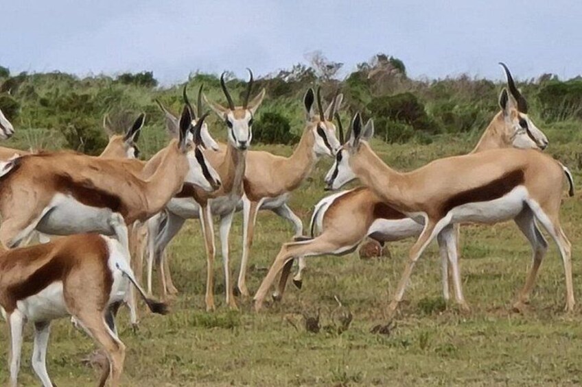3- Day Garden Route Private Tour from Cape Town 2