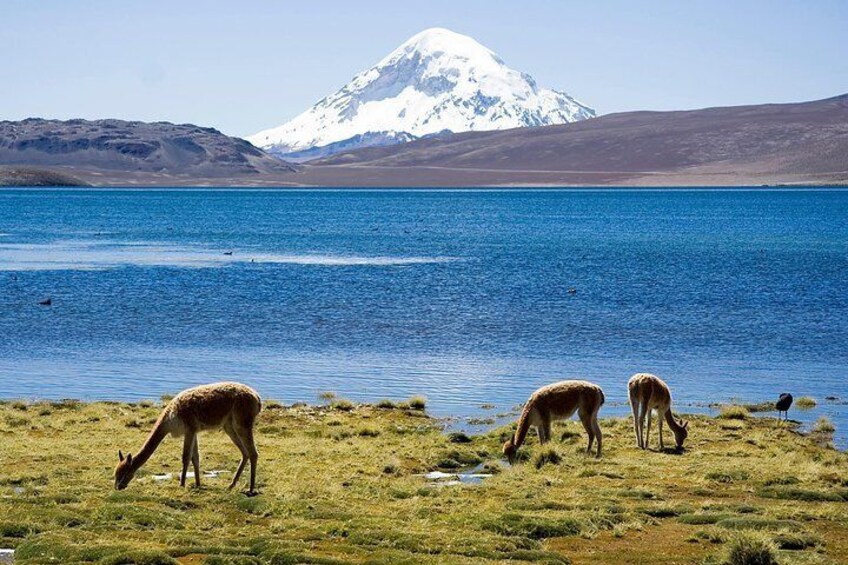 Arica: Full day to Lauca National Park and Chungara Lake, meals included