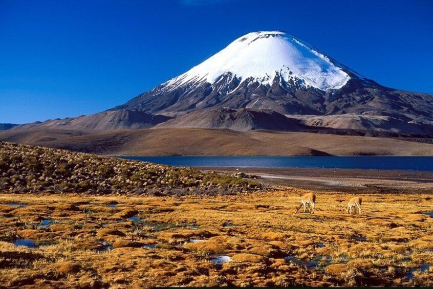 Arica: Full day to Lauca National Park and Chungara Lake, meals included