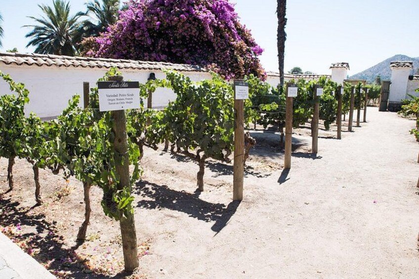 Forbes' #1 Winery: Santa Rita – Premium Tour + Private Van 2