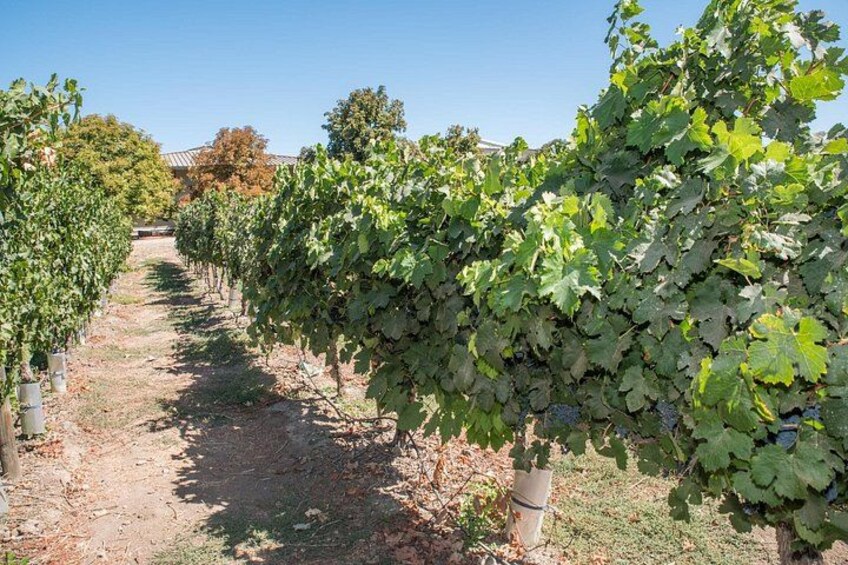 Forbes' #1 Winery: Santa Rita – Premium Tour + Private Van 4