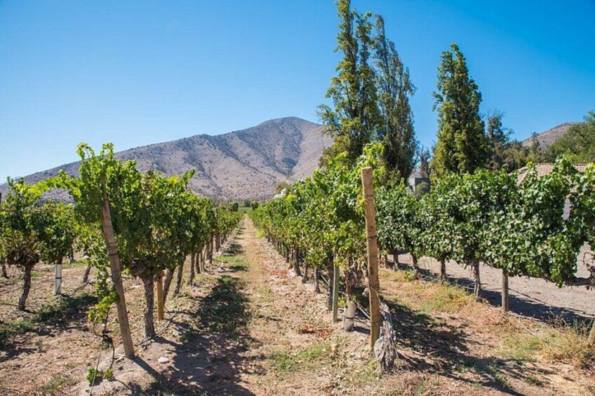 Forbes' #1 Winery: Santa Rita – Premium Tour + Private Van 3