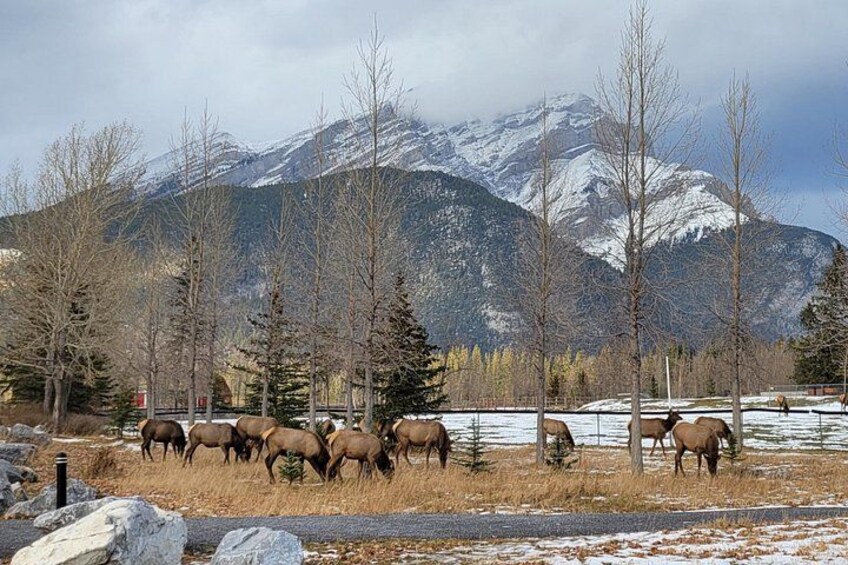 Best of Glaciers from Calgary/Canmore/Banff 2