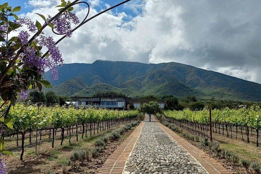 Full Day Tour in Finca Estramancia Vineyard with stop in Chapala 3