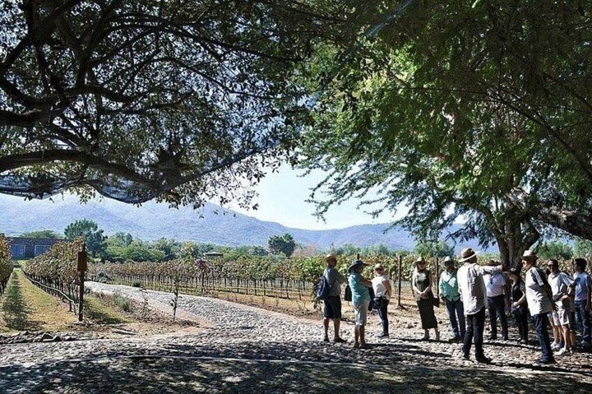 Full Day Tour in Finca Estramancia Vineyard with stop in Chapala 2
