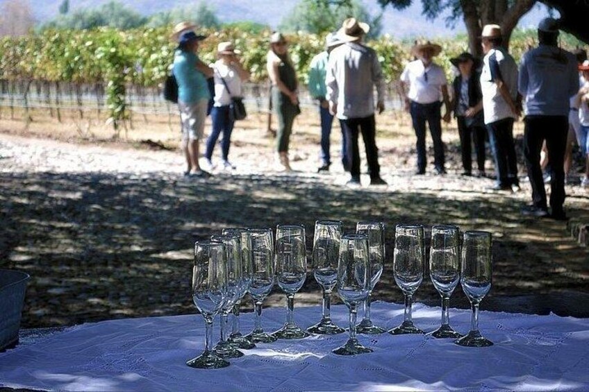 Full Day Tour in Finca Estramancia Vineyard with stop in Chapala 2