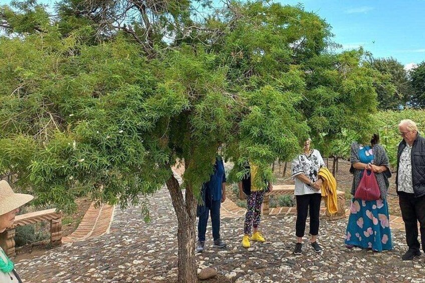 Full Day Tour in Finca Estramancia Vineyard with stop in Chapala 4