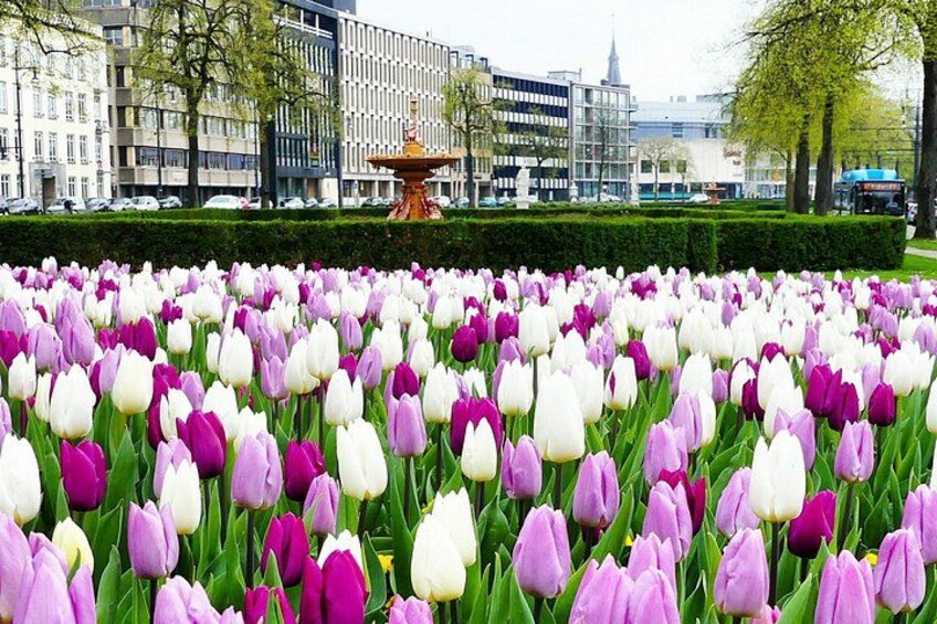 A field of tulips in various colors, a fountain, and buildings in the background. 2