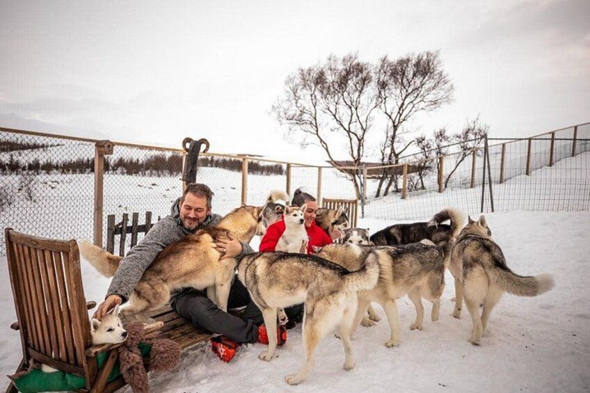 Husky Petting, in Akureyri 1