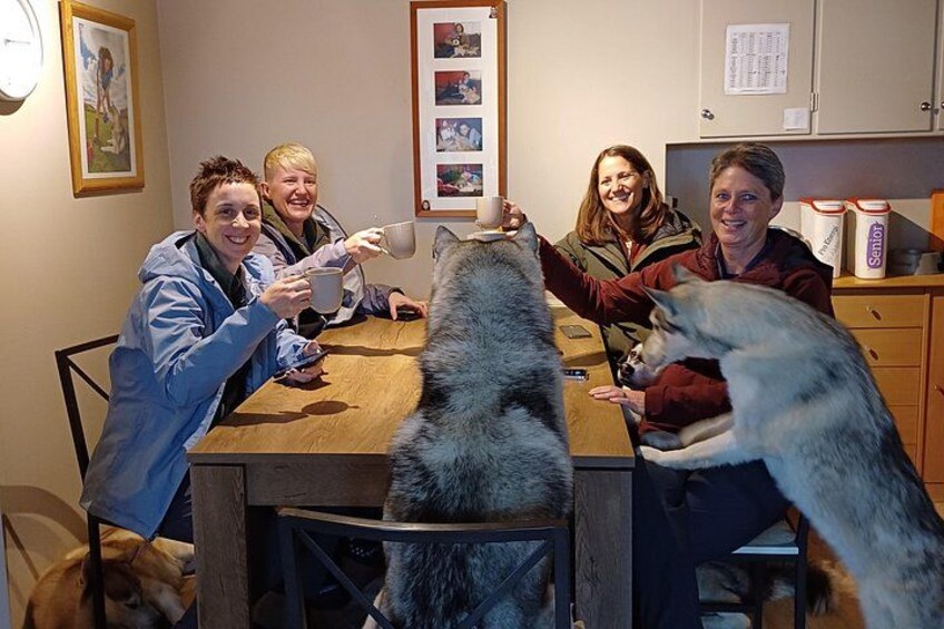 Husky Petting, in Akureyri 3