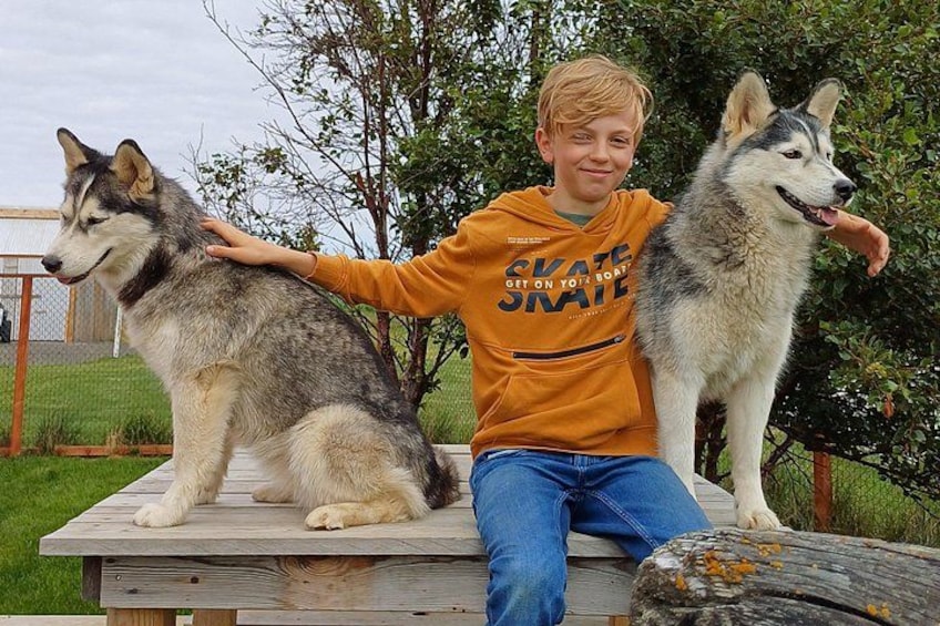 A person sitting on a wooden bench with two large dogs. 3