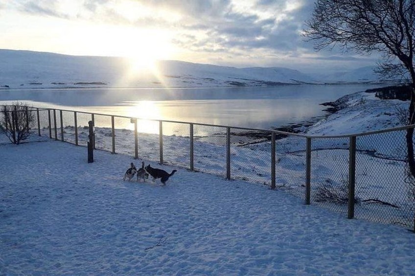 A snowy landscape with a fence, a body of water, and a dog. 5