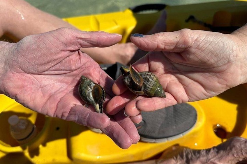 Two hands holding two clamshells. 3