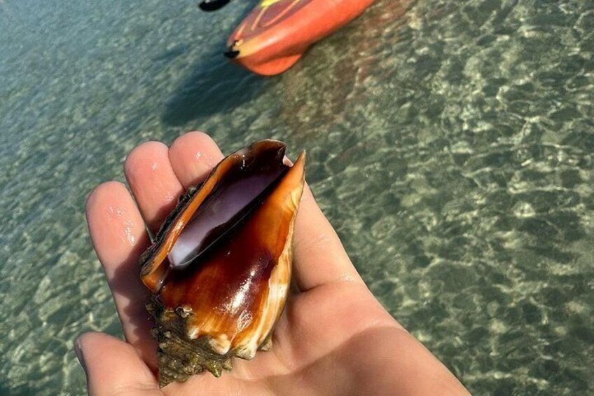 A hand holding a clam shell with a partially open clam inside. 2