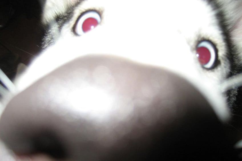 kisses 3