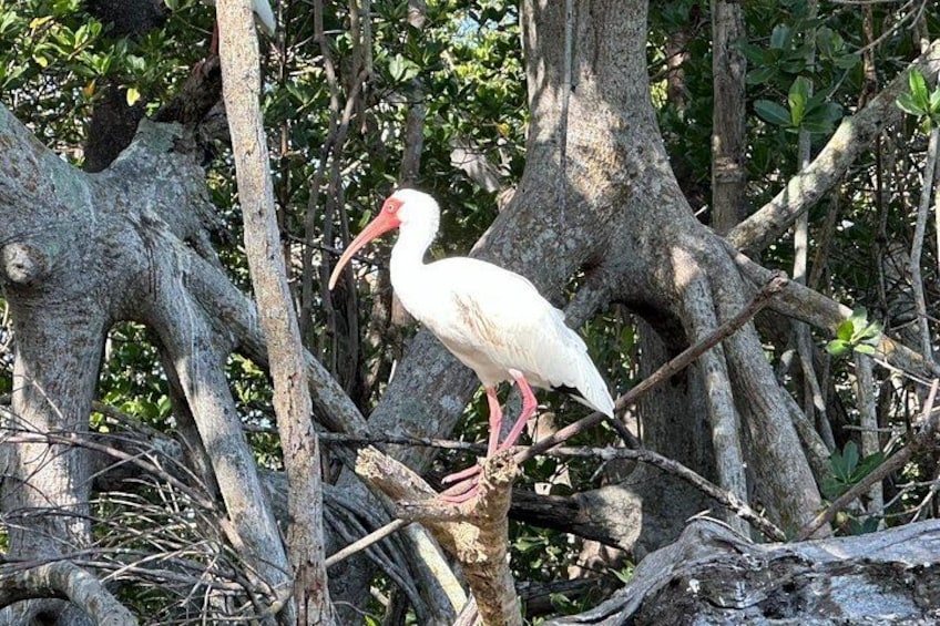 A white bird with a red beak perched on a tree branch in a forest. 2
