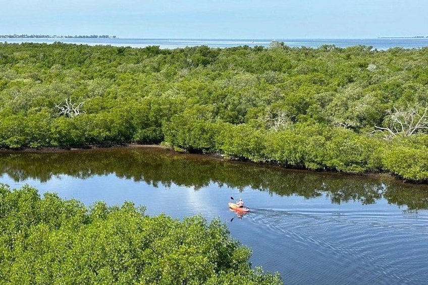 A kayaker on a calm river surrounded by dense mangrove vegetation. 1