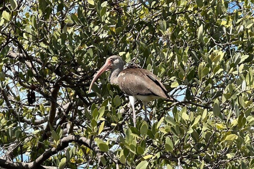 A large bird with a long beak perched on a tree branch. 4