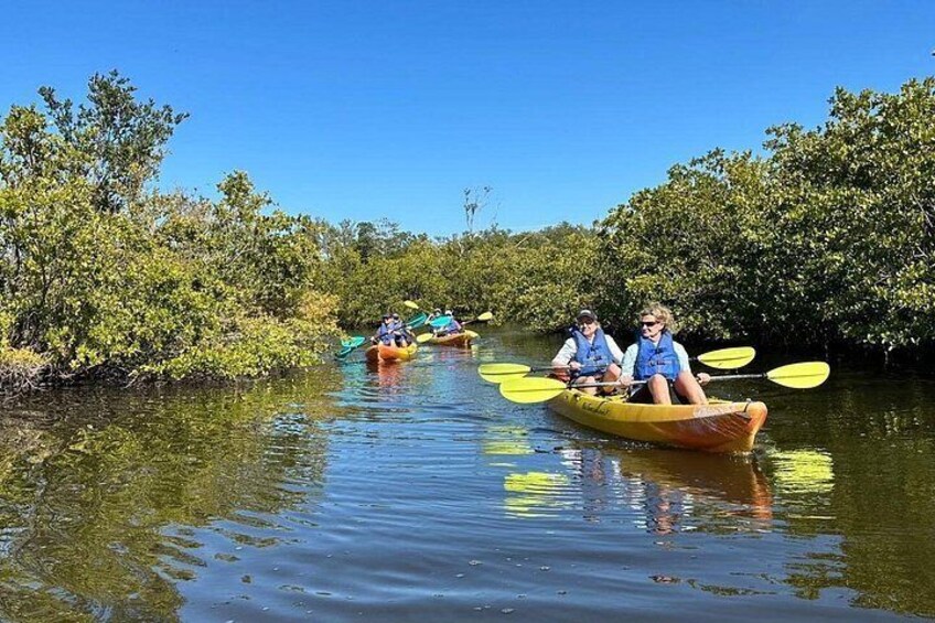 People kayaking on a calm river surrounded by dense mangrove trees. 4