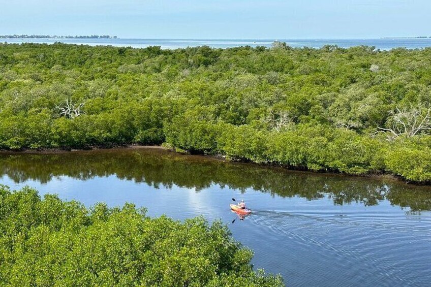 2 Hours Guided Robinson Preserve Mangrove Tour 1