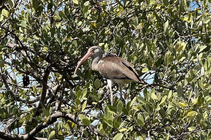 A large bird with a long beak perched on a tree branch. 4