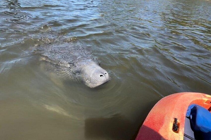 A large fish swimming in water with a boat nearby. 5