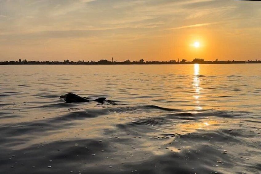 Sunset Kayaking with Dolphins 5