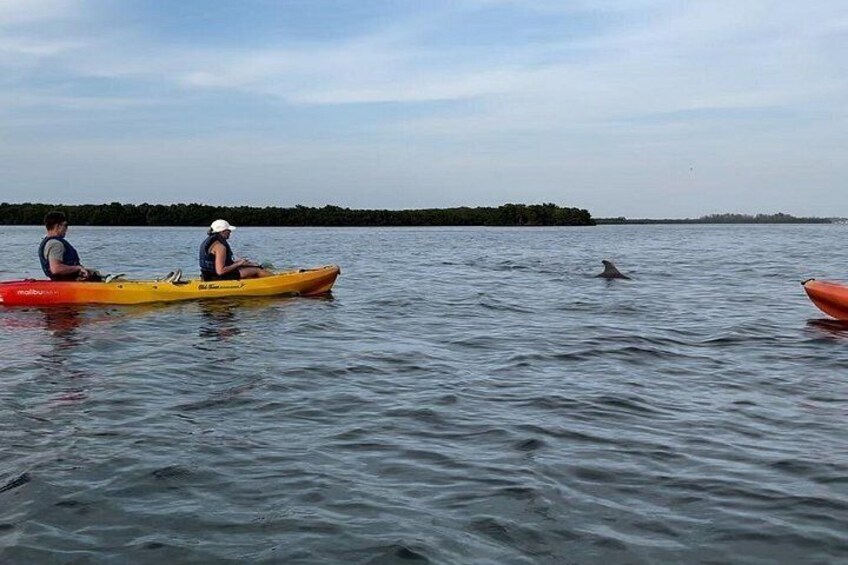 Sunset Kayaking with Dolphins 2
