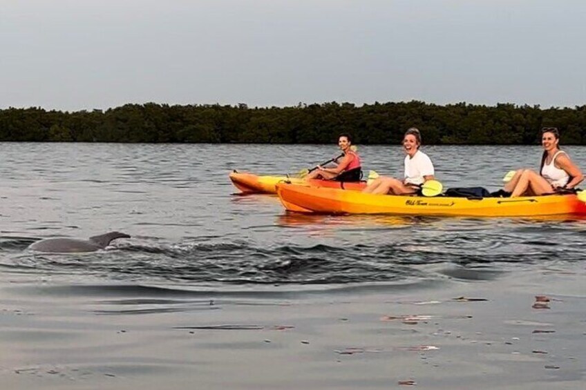 Three people kayaking on a calm lake with a dolphin nearby. 3