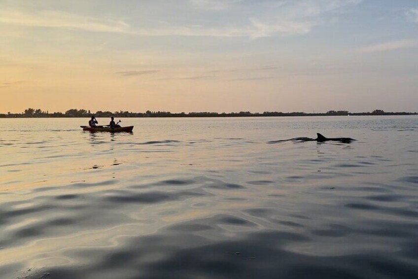 A calm body of water with two people in a small boat and a dolphin swimming nearby. 5